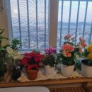 마리안느 | 👉 식물 5개 키웠는데 벌레 때문에 다 죽고 마리안느만 살아남았다 (수경재배 후기)