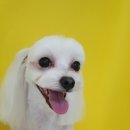 개꿀이발소 이미지