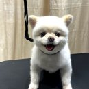 해나라유치원 | 순천애견미용 잘하는곳 순천애견호텔 애견유치원까지 가능한 토탈 애견샵 견과하루 후기