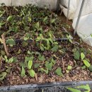 분홍 농장 이미지