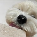 딸램들램 이미지