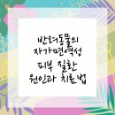 플러스동물메디컬센터 | 영등포구동물병원 반려동물 피부 건강