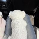 못된강아지 | 🐶 Doggie 기록｜강아지랑 제주여행 ③ 1일차 코스 (오쿠다공항점/애월더선셋/동문시장)