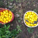 명석농장 이미지