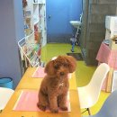 펫더스타일 이미지