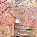 영주 비로사 아미타후불탱화 이미지