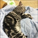 동탄동물병원 이미지