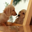 거울보는 강아지 이미지