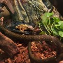 오리와생태의만남 | 인천실내동물원 쥬벅스, 아이와 함께하는 힐링 먹이 주기 체험 후기