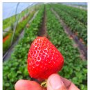 용봉산캠핑장 이미지