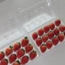 설향딸기 추천 스트로베리문 프리미엄 당도