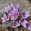 노루목향기 이미지