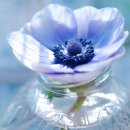 마리플라워 이미지