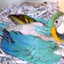 명품켄넬 이미지