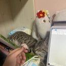 천사마트 이미지