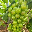 현경농장 이미지