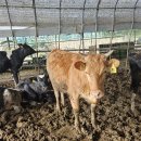 동서목장 이미지