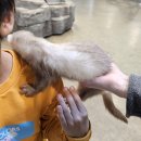 병소농장 | [청주] 대전 세종 근처 아이와 가볼 만한 곳 실내 동물원