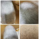 도그맘애견 | 루이 미용 story/구미애견미용/인동애견샵//인동도그맘에서 피부염이 심한 슈나우저 루이 애견 미용후기