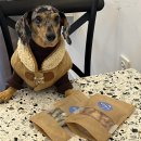 장수멍냥 이미지