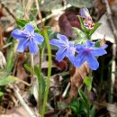 숲속반디 이미지