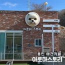 호텔아로하 | 용인 대형 애견카페 아로하스토리 | 유치원·미용·호텔까지 한 번에