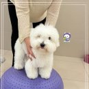 고려 애견 미용실 이미지