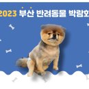캣독버블 | 부산에서 만나는 반려동물 천국,'2023 부산 반려동물 박람회'