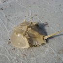 투구게 (horseshoe crab) 이미지