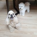 개린이세상 | 찌노찡:-) 울산 셀프 스튜디오, 카페 코베에서 개족사진 촬영하구 온 썰ㅋㅋㅋㅋ
