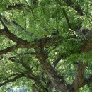 반곡저수지 이미지