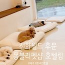 몽블리 펫샵 이미지