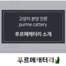 푸르메 캐터리 네이버블로그