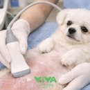 비바동물병원 이미지