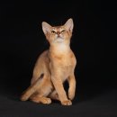 고양이 별 이미지