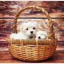 하얀강아지 이미지