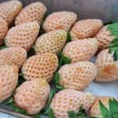 농부청과 이미지