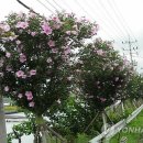 수형축산 이미지