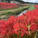 만쥬샤게(曼珠沙華)~まんじゅしゃげ~ 만쥬샤게(彼岸花) 이미지