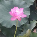 민락상조 네이버블로그