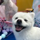 놀러오개 애견유치원 애견호텔 김해점 이미지