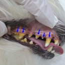 Dr. 오즈 동물병원 이미지