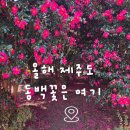 동백 | 2026년 제주도 동백꽃 명소 추천 볼고롱동백 후기 사진찍기 좋은 곳 전망대 입장료 주차