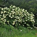 도마치계곡 이미지