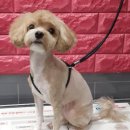 로아동물병원 이미지