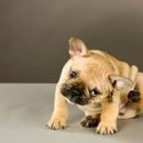 (주)퍼피웍스 이미지