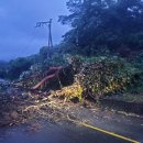 국도23호선가로수 이미지