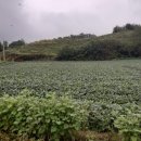 금가면사무소 이미지