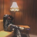 씨아이엑스 카카오 검색결과