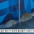 철인 3종 경기 중 센강에서 수영 후 심한 구토를 하는 선수들 이미지